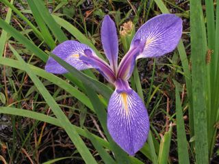 Iris hexagona Iris hexagona Dixie iris NPIN