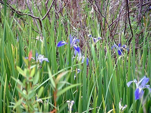 Iris hexagona SIGNA The Species Iris Group of North America