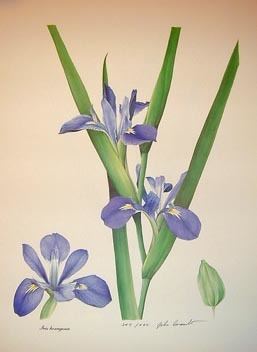 Iris hexagona zydecoirisescomSpeciesHexagonaCarambatHexagon