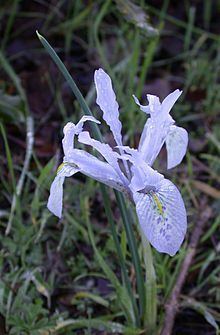 Iris histrio httpsuploadwikimediaorgwikipediacommonsthu