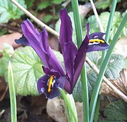 Iris histrioides httpsuploadwikimediaorgwikipediacommons44