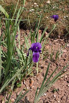 Iris hoogiana httpsuploadwikimediaorgwikipediacommonsthu