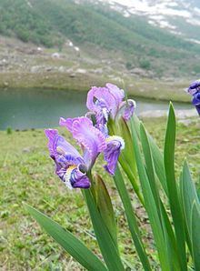 Iris hookeriana httpsuploadwikimediaorgwikipediacommonsthu