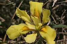Iris humilis httpsuploadwikimediaorgwikipediacommonsthu