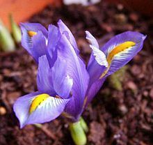 Iris hyrcana httpsuploadwikimediaorgwikipediacommonsthu