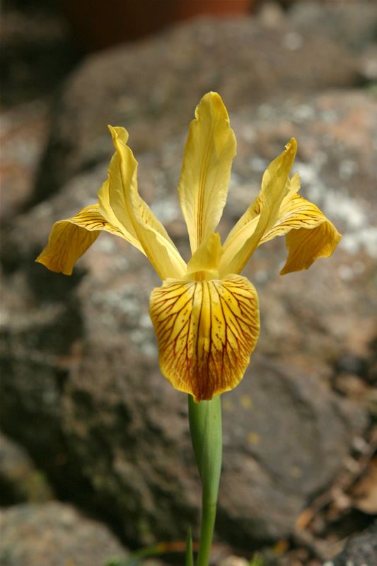 Iris innominata Pacific Coast Irises Iris innominata