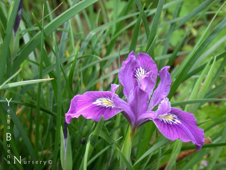 Iris innominata Iris innominata Yerba Buena Nursery Specializing in California