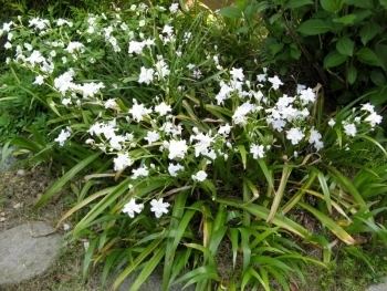 Iris japonica IRIS JAPONICA Plant of the Month Cape Contours