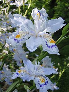 Iris japonica httpsuploadwikimediaorgwikipediacommonsthu