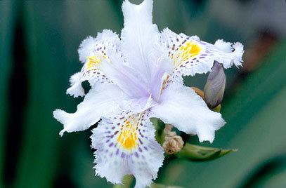 Iris japonica Iris japonica fringed irisRHS Gardening