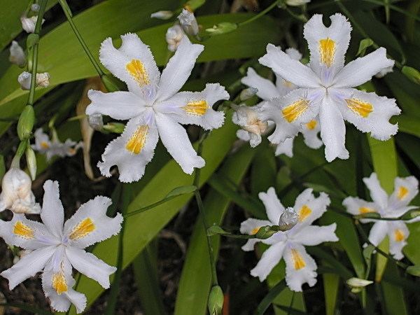 Iris japonica Pacific Bulb Society Crested Irises