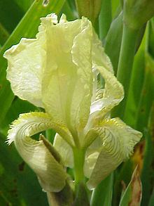 Iris junonia httpsuploadwikimediaorgwikipediacommonsthu