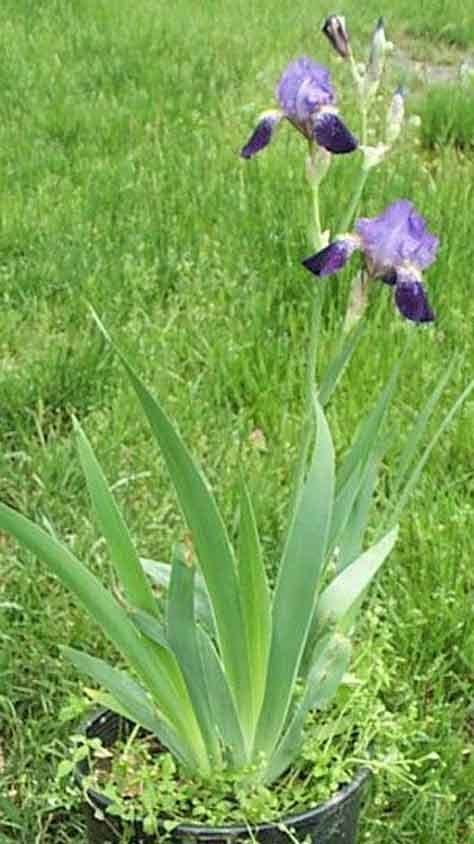 Iris kashmiriana wikiirisesorgpubSpecSpecKashmirianaKashmiria