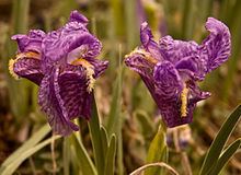 Iris kemaonensis httpsuploadwikimediaorgwikipediacommonsthu