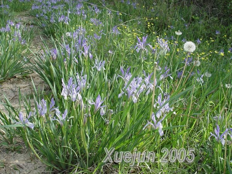 Iris lactea SIGNA The Species Iris Group of North America
