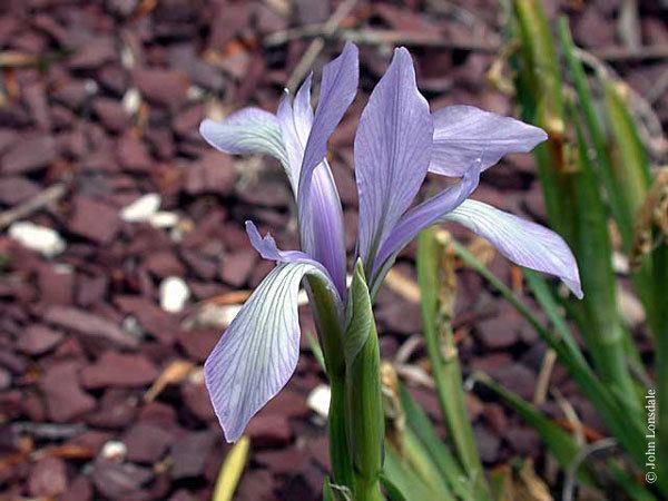 Iris lactea Pacific Bulb Society Beardless Irises LR