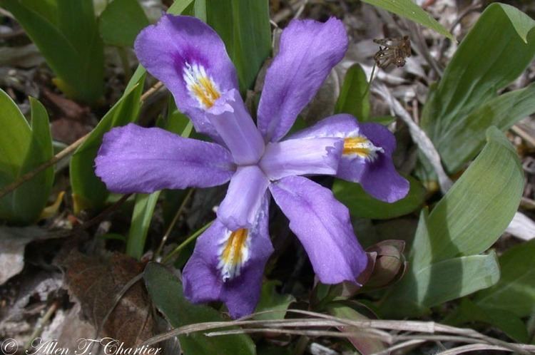 Iris lacustris Iris lacustris