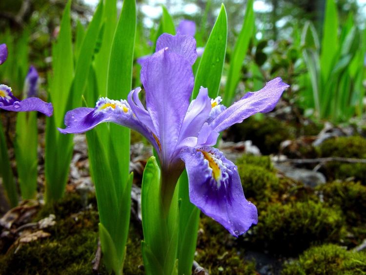 Iris lacustris Iris lacustris
