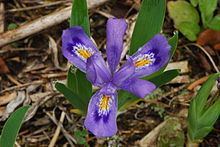 Iris lacustris Iris lacustris Wikipedia