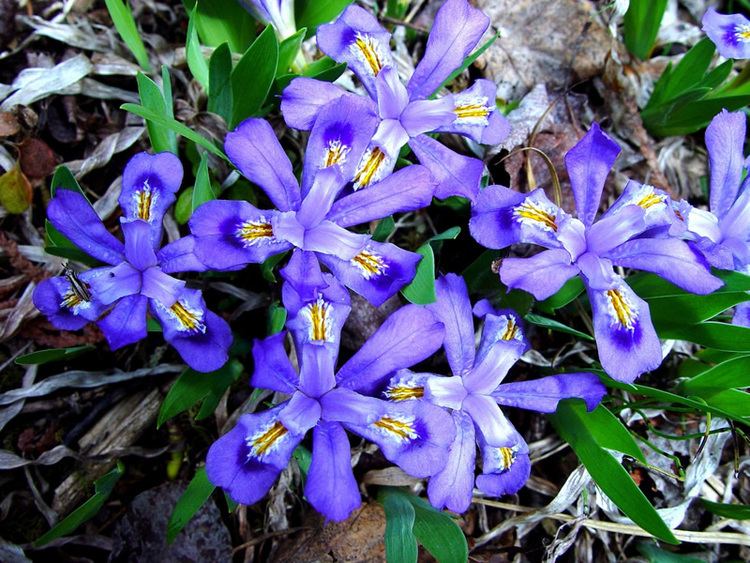 Iris lacustris httpswwwfsfeduswildflowersbeautyirisDwar
