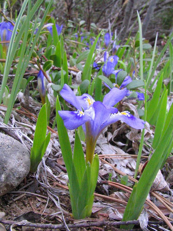 Iris lacustris Dwarf lake iris Michigan Sea Grant