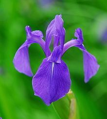 Iris laevigata httpsuploadwikimediaorgwikipediacommonsthu