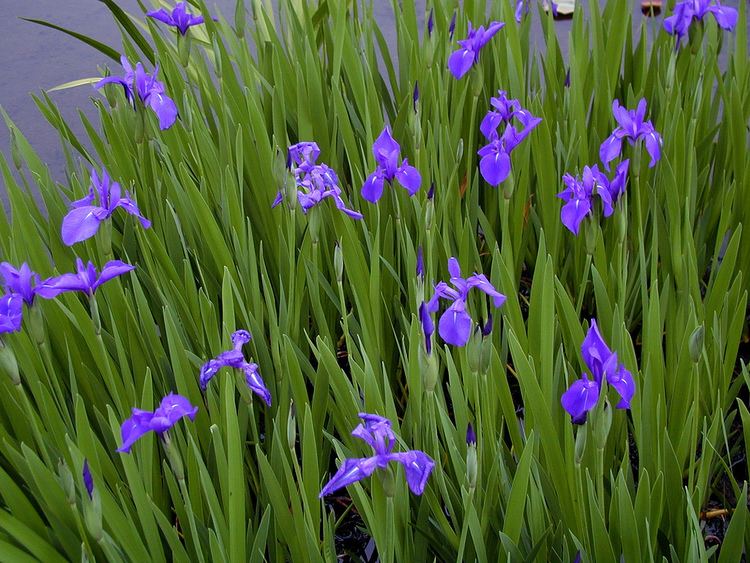 Iris laevigata Iris laevigata Kakitsubata Water Iris Iris laevigata Flickr