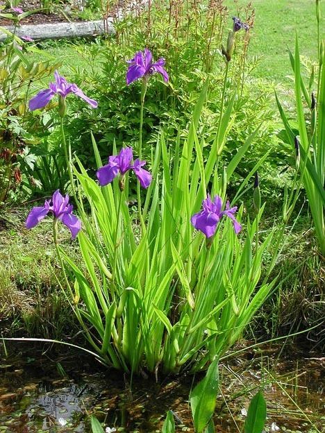 Iris laevigata SIGNA The Species Iris Group of North America