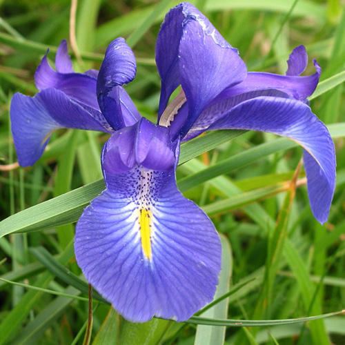 Iris latifolia IRIS LATIFOLIA SEEDS English Iris