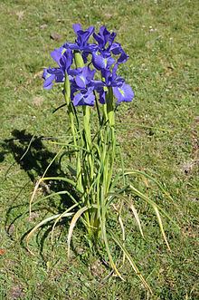 Iris latifolia httpsuploadwikimediaorgwikipediacommonsthu