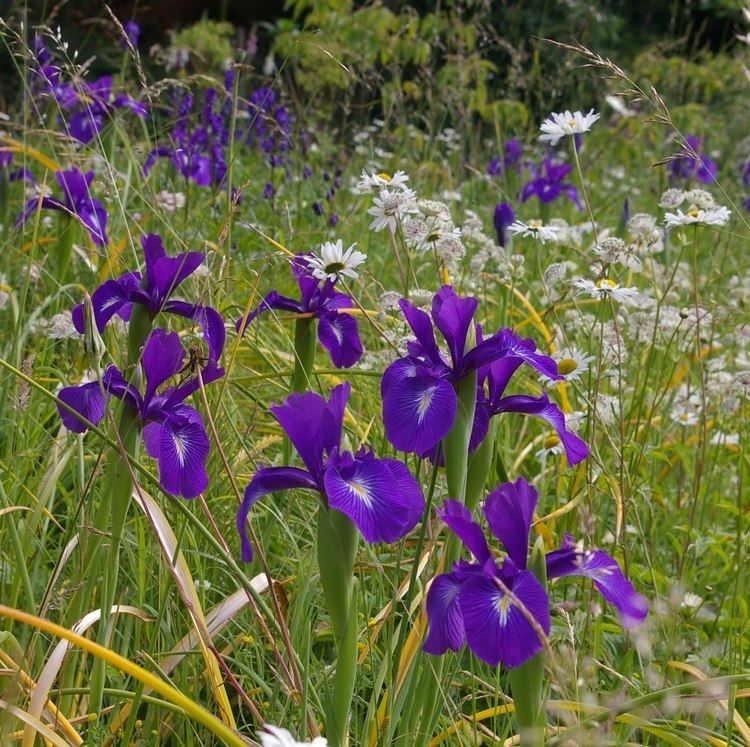 Iris latifolia John Grimshaw39s Garden Diary An underrated Iris