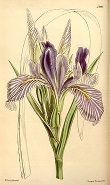 Iris longipetala httpsuploadwikimediaorgwikipediacommonsthu