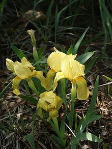 Iris lutescens httpsuploadwikimediaorgwikipediacommonsthu