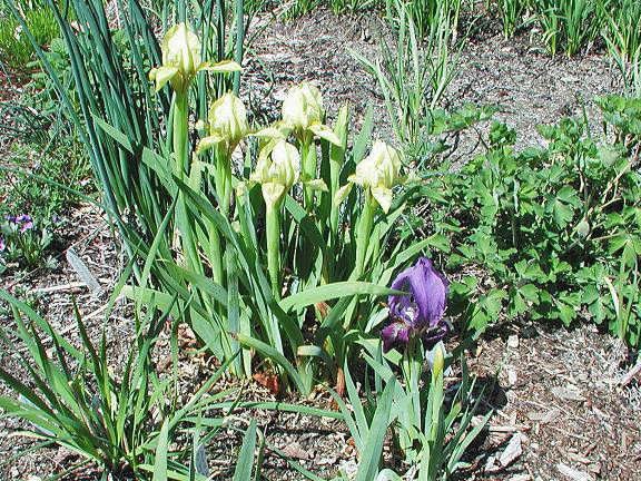 Iris lutescens Pacific Bulb Society Garden Bearded Irises