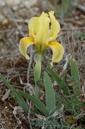 Iris lutescens Iris lutescens Crimean iris Iris italica