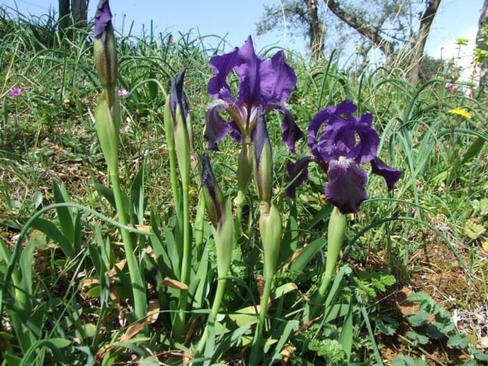 Iris lutescens SIGNA The Species Iris Group of North America