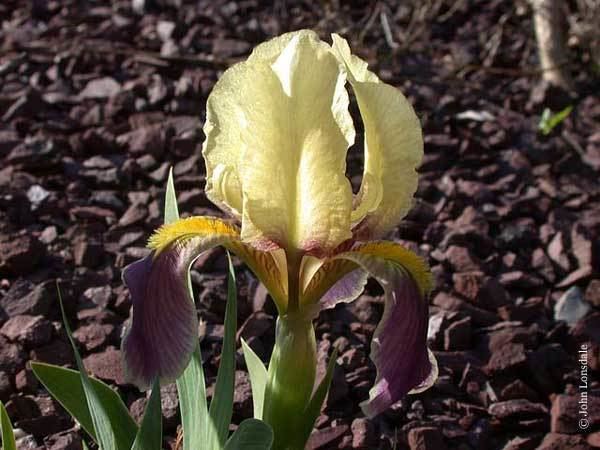 Iris lutescens Pacific Bulb Society Garden Bearded Irises