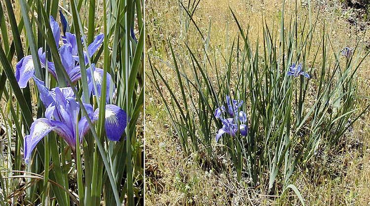 Iris macrosiphon SPCNI Iris macrosiphon in Santa Clara Sonoma Lake and Butte counties