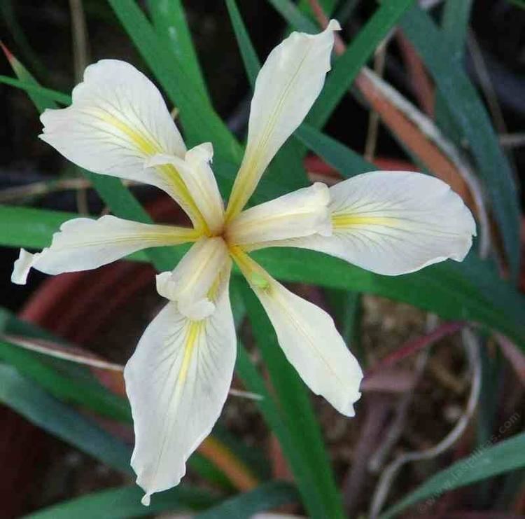 Iris macrosiphon Iris macrosiphon Ground Iris