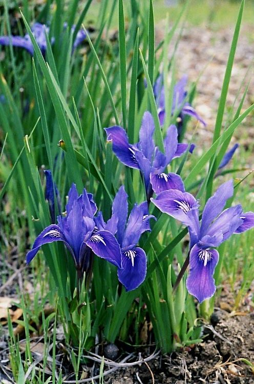 Iris macrosiphon CalPhotos