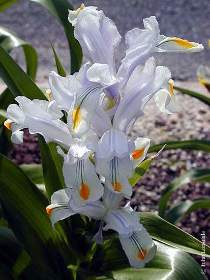 Iris magnifica Pacific Bulb Society Juno irises JR