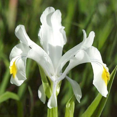 Iris magnifica IRIS MAGNIFICA SEEDS Magnificent Iris Juno Iris