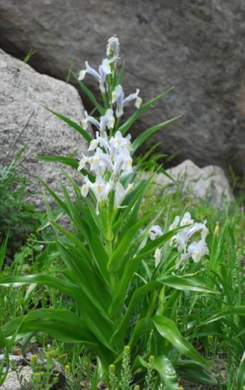Iris magnifica Pacific Bulb Society Juno irises JR