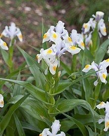 Iris magnifica httpsuploadwikimediaorgwikipediacommonsthu