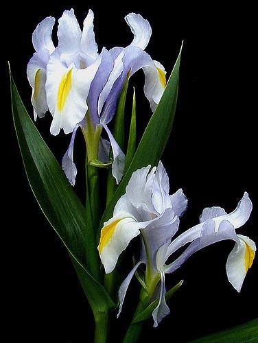 Iris magnifica Iris magnifica Iris is a large genus of flowering plants w Flickr