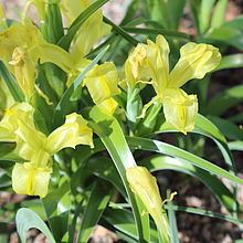Iris maracandica httpsuploadwikimediaorgwikipediacommonsthu
