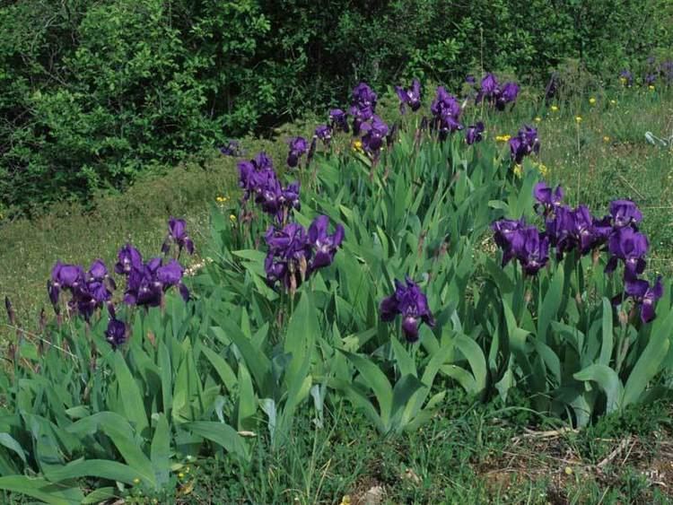 Iris marsica Parco Nazionale d39Abruzzo Lazio e Molise Natura Flora