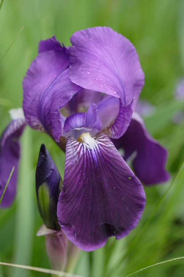 Iris marsica wwwactaplantarumorggalleriafloraalbumsAngios
