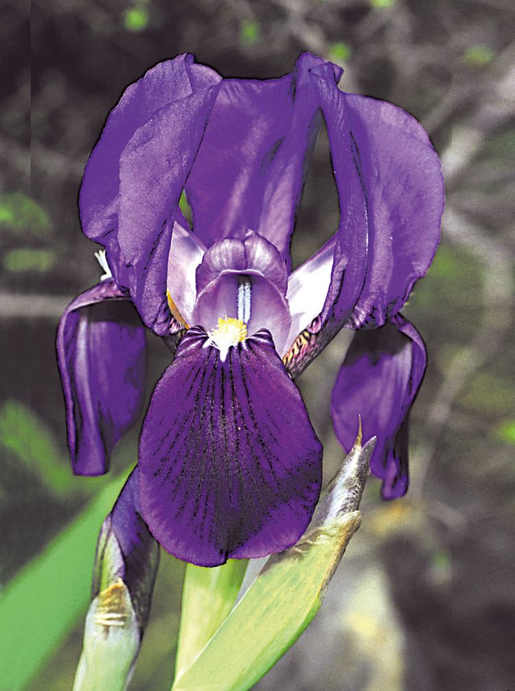 Iris marsica marsica I Ricci amp Colas