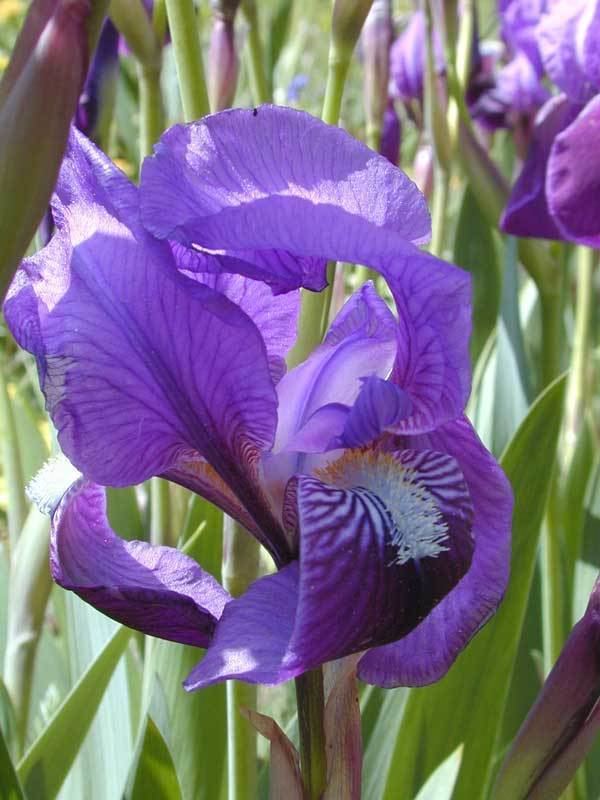 Iris marsica Parco Nazionale d39Abruzzo Lazio e Molise Nature Flora